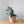 Load image into Gallery viewer, Succulent
