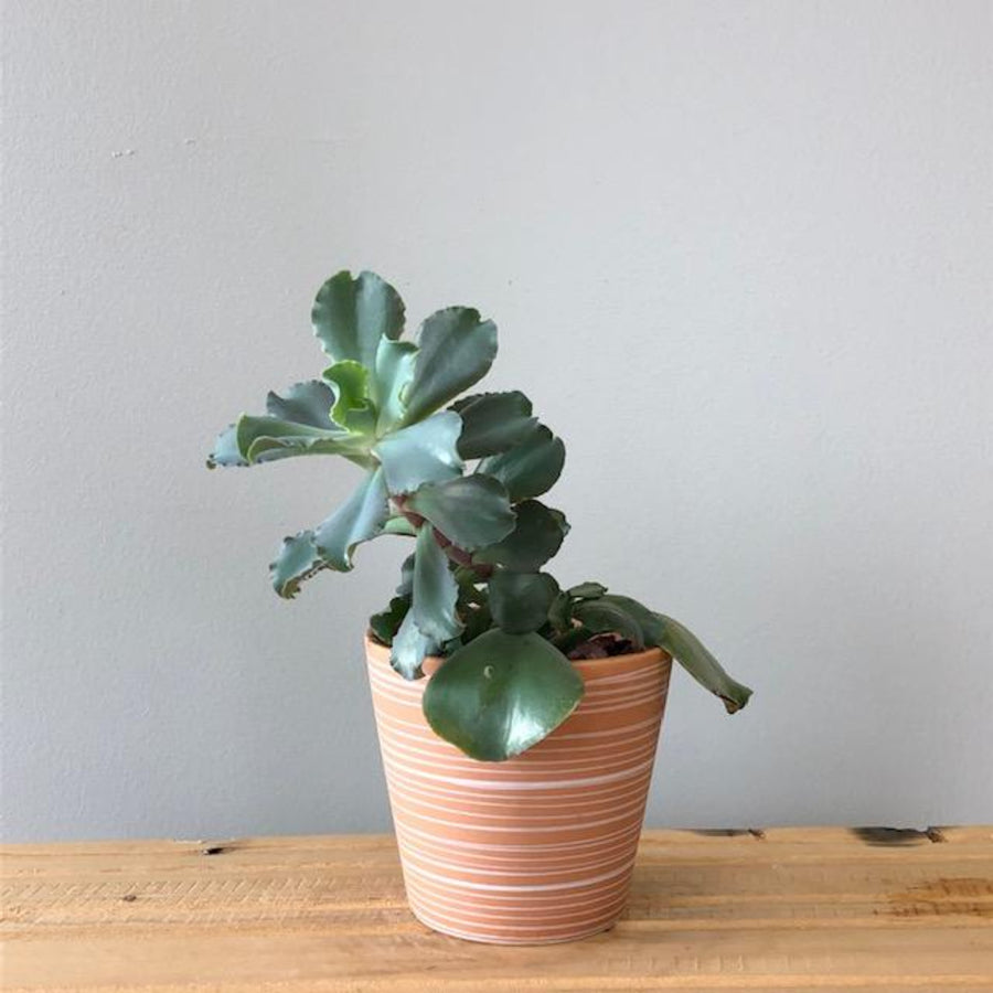 Succulent