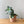 Load image into Gallery viewer, Succulent
