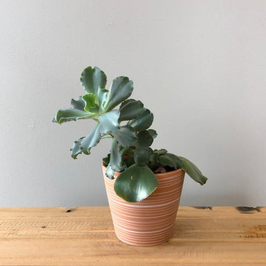 Succulent